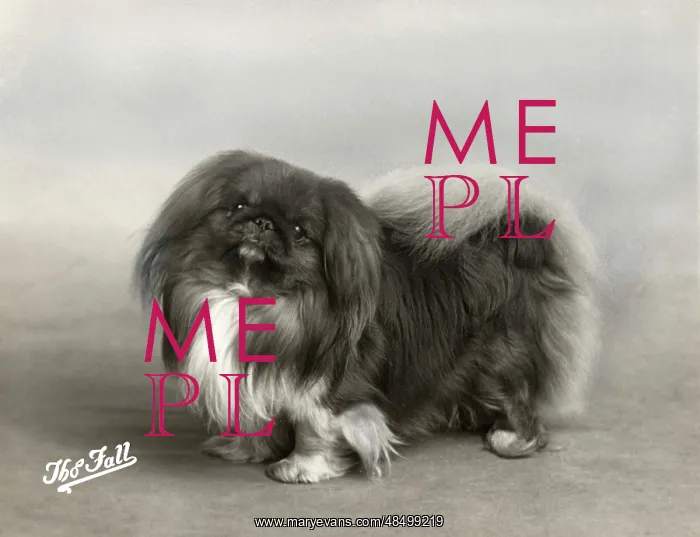  : FALL / PEKINGESE / 1939