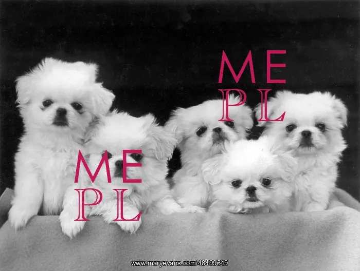  : FALL / PEKINGESE / 1946