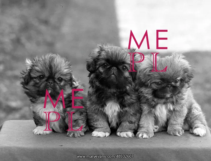  : FALL / PEKINGESE / 1948