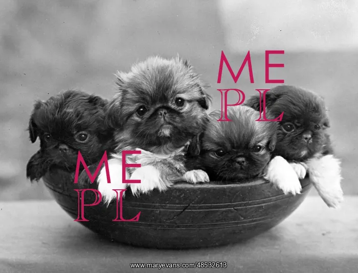 : FALL / PEKINGESE / 1948 : FALL / PEKINGESE / 1948