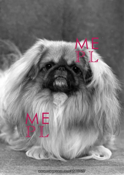  : FALL / PEKINGESE / 1949