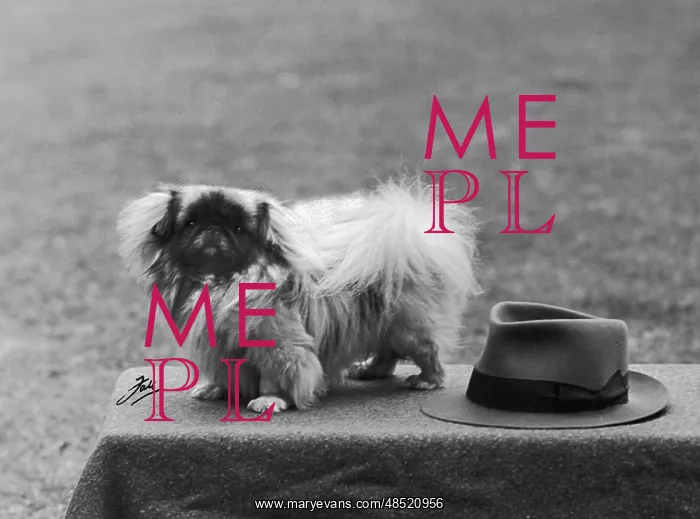  : FALL / PEKINGESE / 1949