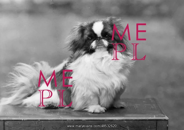  : FALL / PEKINGESE / 1949