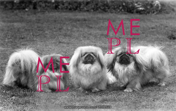 : FALL / PEKINGESE / 1949 : FALL / PEKINGESE / 1949