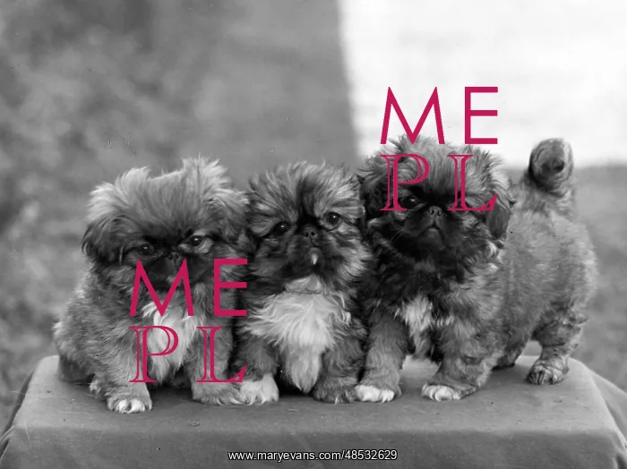: FALL / PEKINGESE / 1949 : FALL / PEKINGESE / 1949