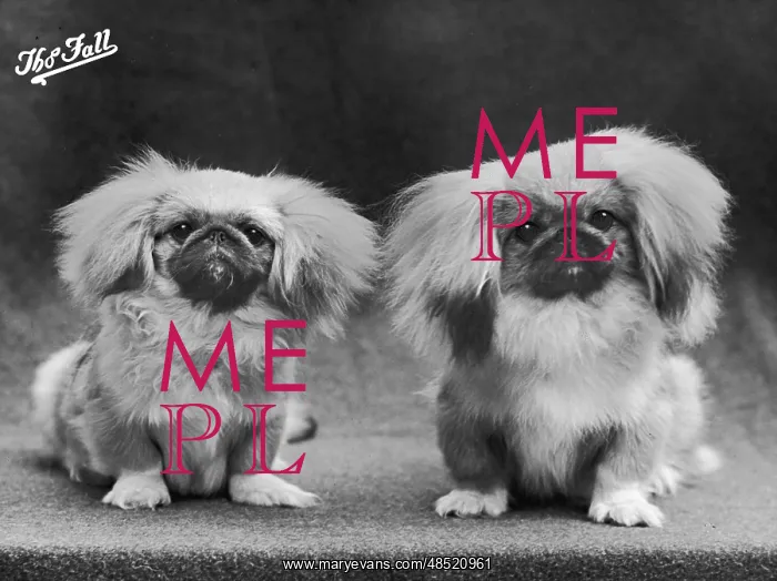  : FALL / PEKINGESE / 1950