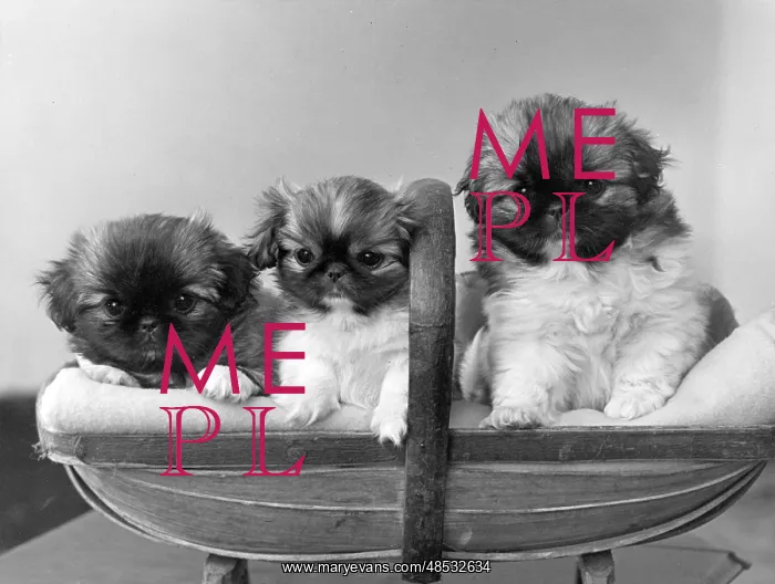  : FALL / PEKINGESE / 1952