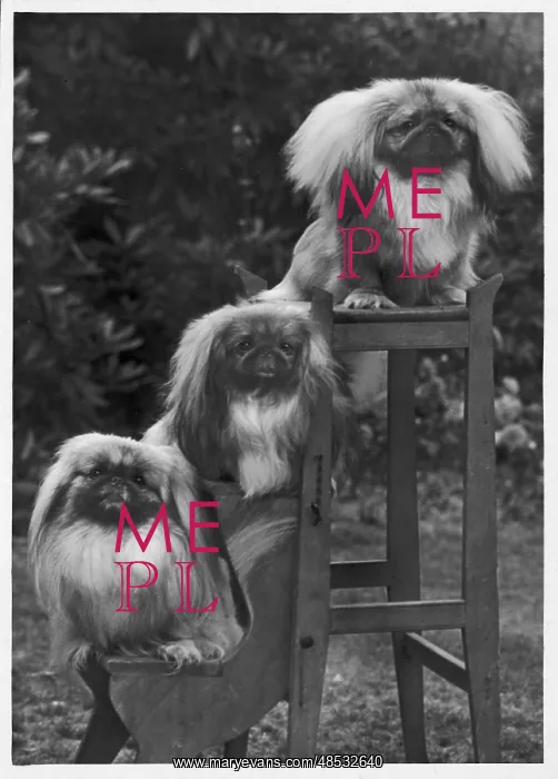 : FALL / PEKINGESE / 1953 : FALL / PEKINGESE / 1953