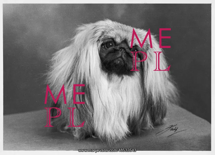 : FALL / PEKINGESE / 1954 : FALL / PEKINGESE / 1954