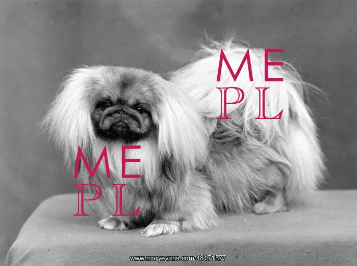  : FALL / PEKINGESE / 1955