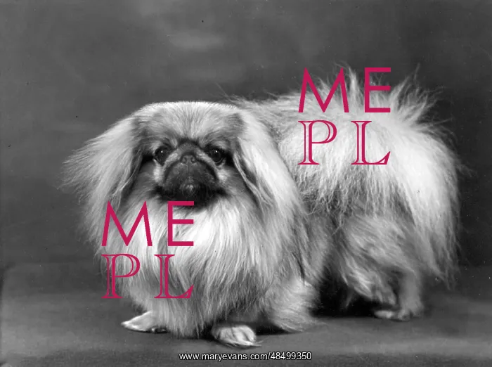  : FALL / PEKINGESE / 1955