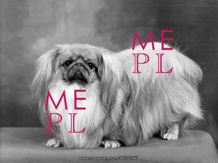  : FALL / PEKINGESE / 1955