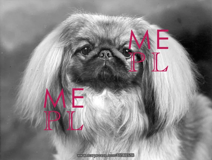  : FALL / PEKINGESE / 1955