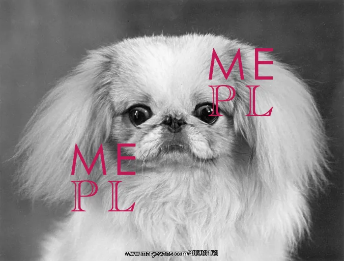  : FALL / PEKINGESE / 1955