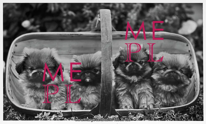  : FALL / PEKINGESE / 1955