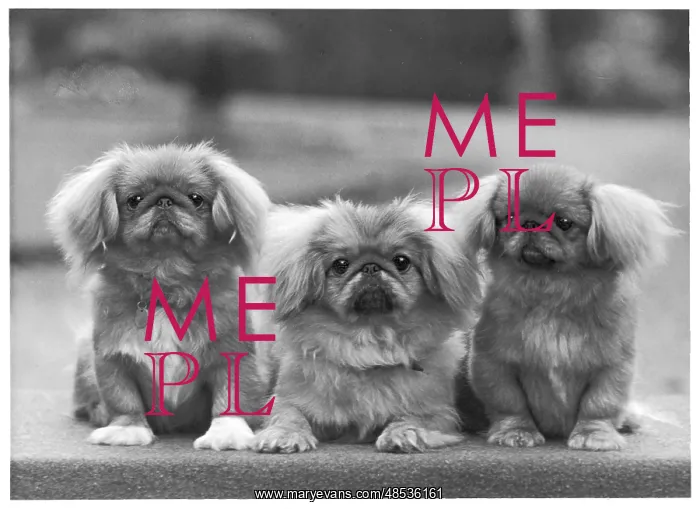  : FALL / PEKINGESE / 1957