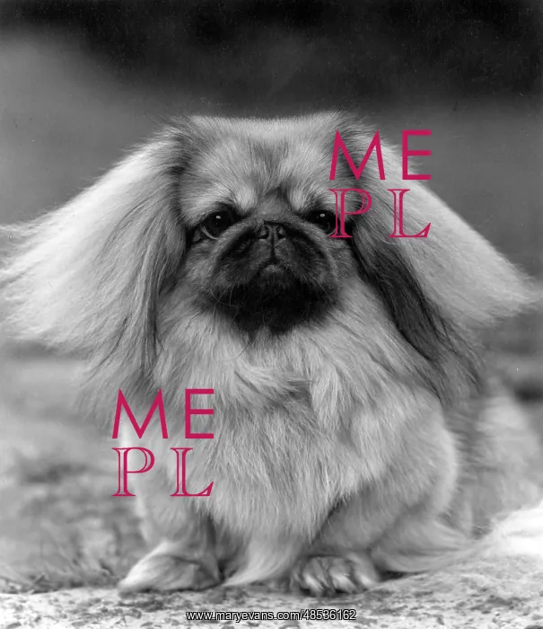  : FALL / PEKINGESE / 1957