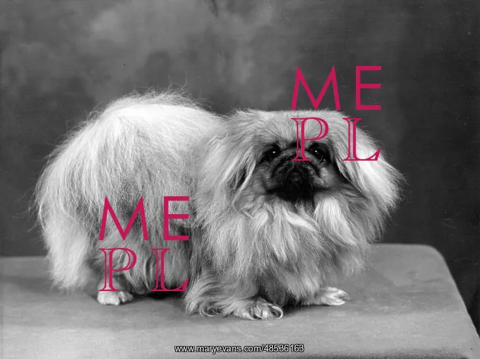  : FALL / PEKINGESE / 1957