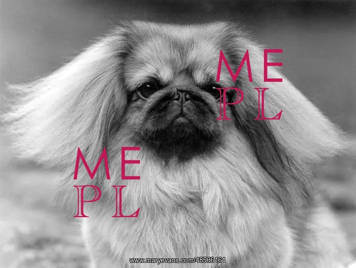  : FALL / PEKINGESE / 1957