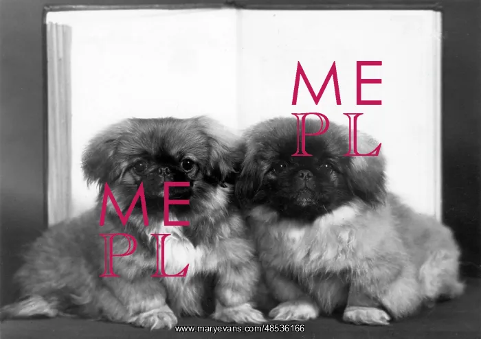 : FALL / PEKINGESE / 1959 : FALL / PEKINGESE / 1959