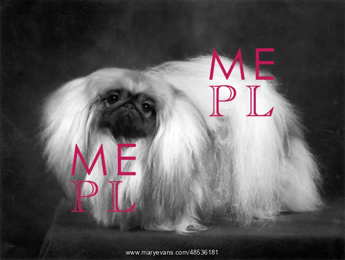 : FALL / PEKINGESE / 1959 : FALL / PEKINGESE / 1959