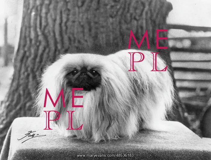  : FALL / PEKINGESE / 1966
