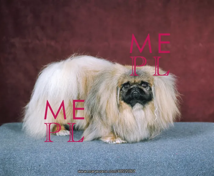 : FALL / PEKINGESE / 1971 : FALL / PEKINGESE / 1971