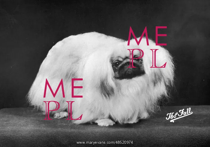  : FALL / PEKINGESE / 1975