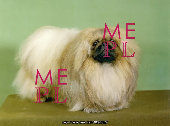 : FALL / PEKINGESE / 1977 : FALL / PEKINGESE / 1977