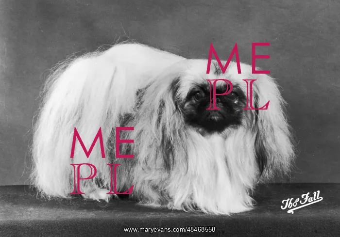  : FALL / PEKINGESE / 1980