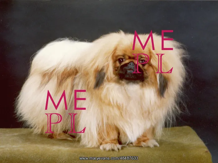  : FALL / PEKINGESE / 1980