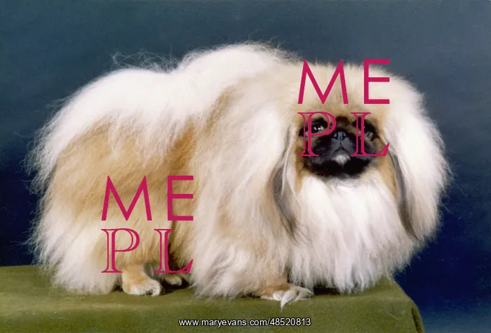  : FALL / PEKINGESE / 1981