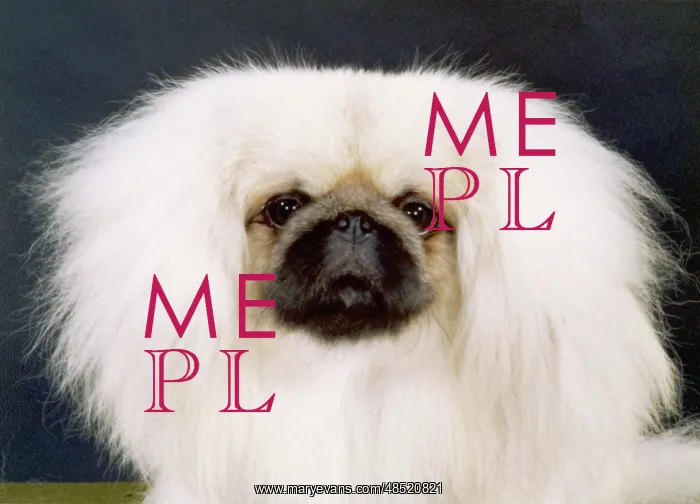  : Fall - Pekingese - 1981