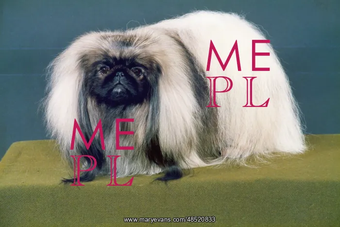  : FALL / PEKINGESE / 1988