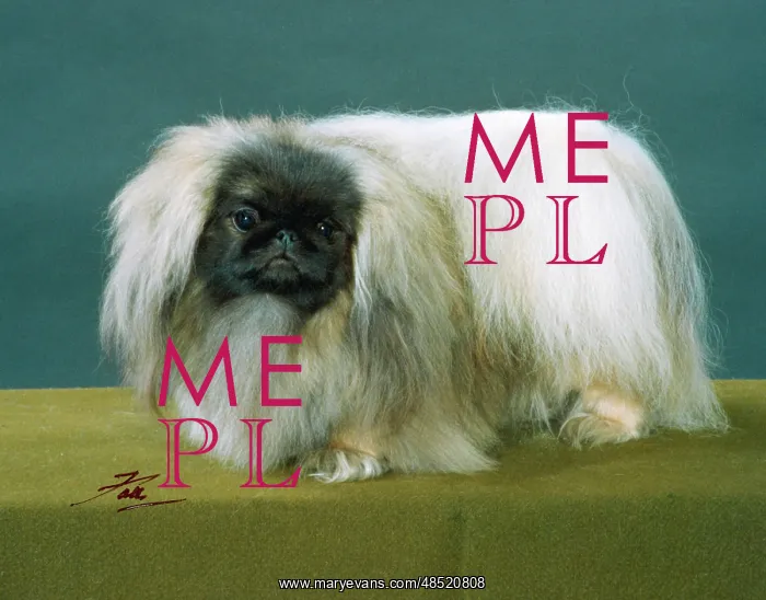  : FALL / PEKINGESE / 1990