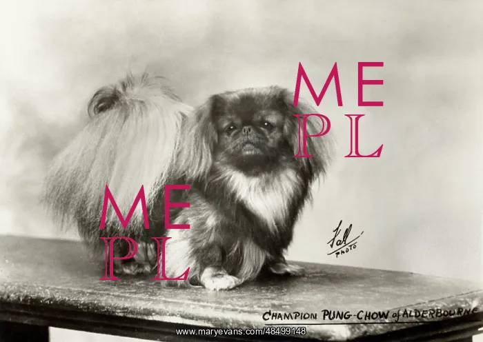 : FALL / PEKINGESE / 27 : FALL / PEKINGESE / 27