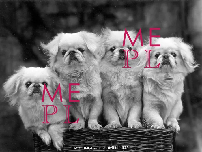  : FALL / PEKINGESE