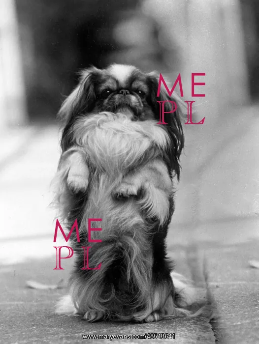  : FALL / PEKINGESE / BEGGING