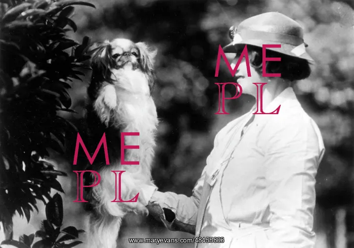 : FALL / PEKINGESE / OWNER : FALL / PEKINGESE / OWNER