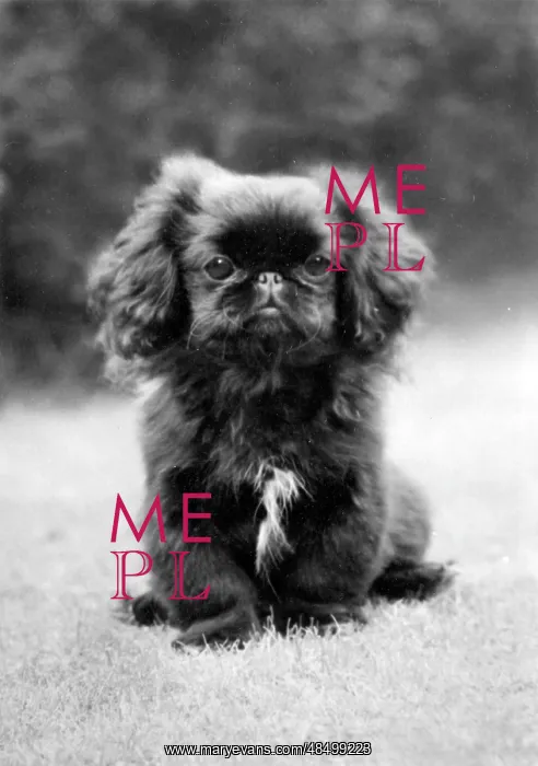  : FALL / PEKINGESE PUPPY