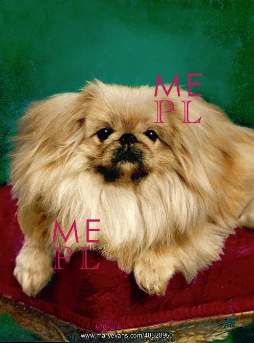  : FALL / PEKINGESE / TUL-CHING