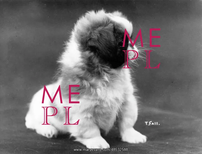  : FALL / PEKINGESES / 1922 / 23