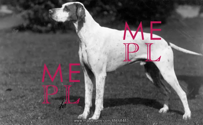  : FALL / POINTER / 1928