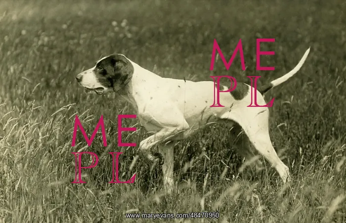 : FALL / POINTER / 1936 : FALL / POINTER / 1936