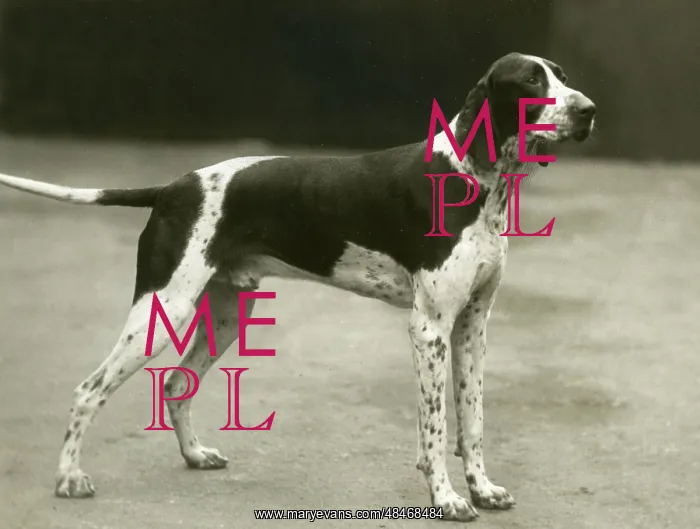 : FALL / POINTER / 1937 : FALL / POINTER / 1937