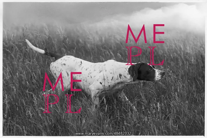 : Fall - Pointer - 1938 : Fall - Pointer - 1938