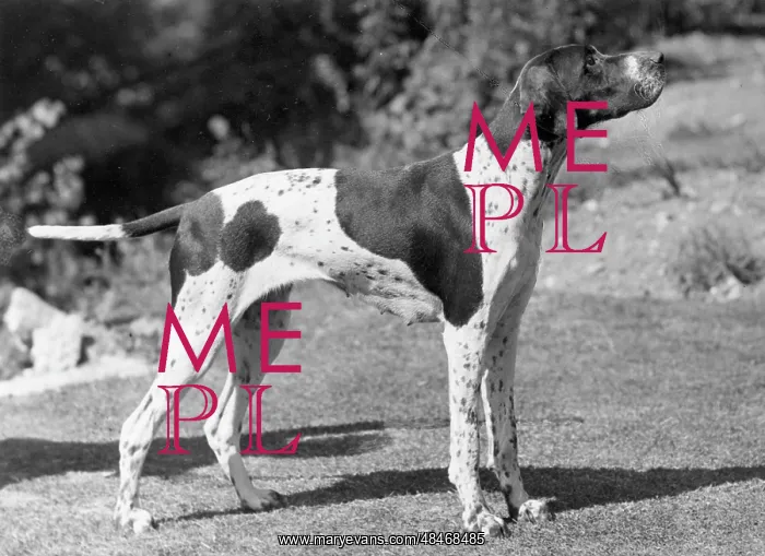  : FALL / POINTER / 1947