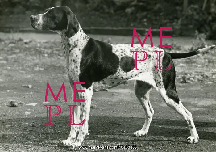 : FALL / POINTER / 1954 : FALL / POINTER / 1954