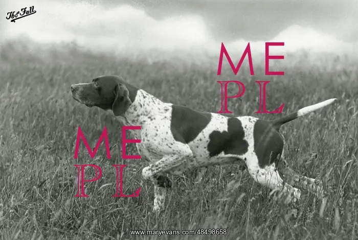 : FALL / POINTER / BANCHORY : FALL / POINTER / BANCHORY
