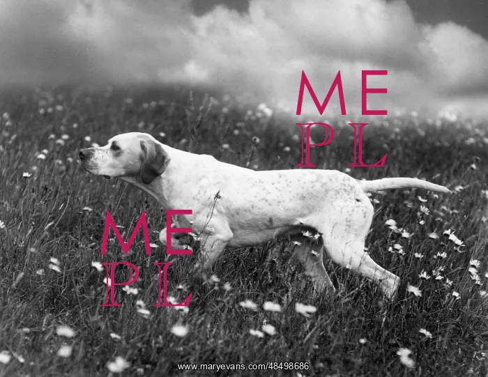  : FALL / POINTER / GINGER